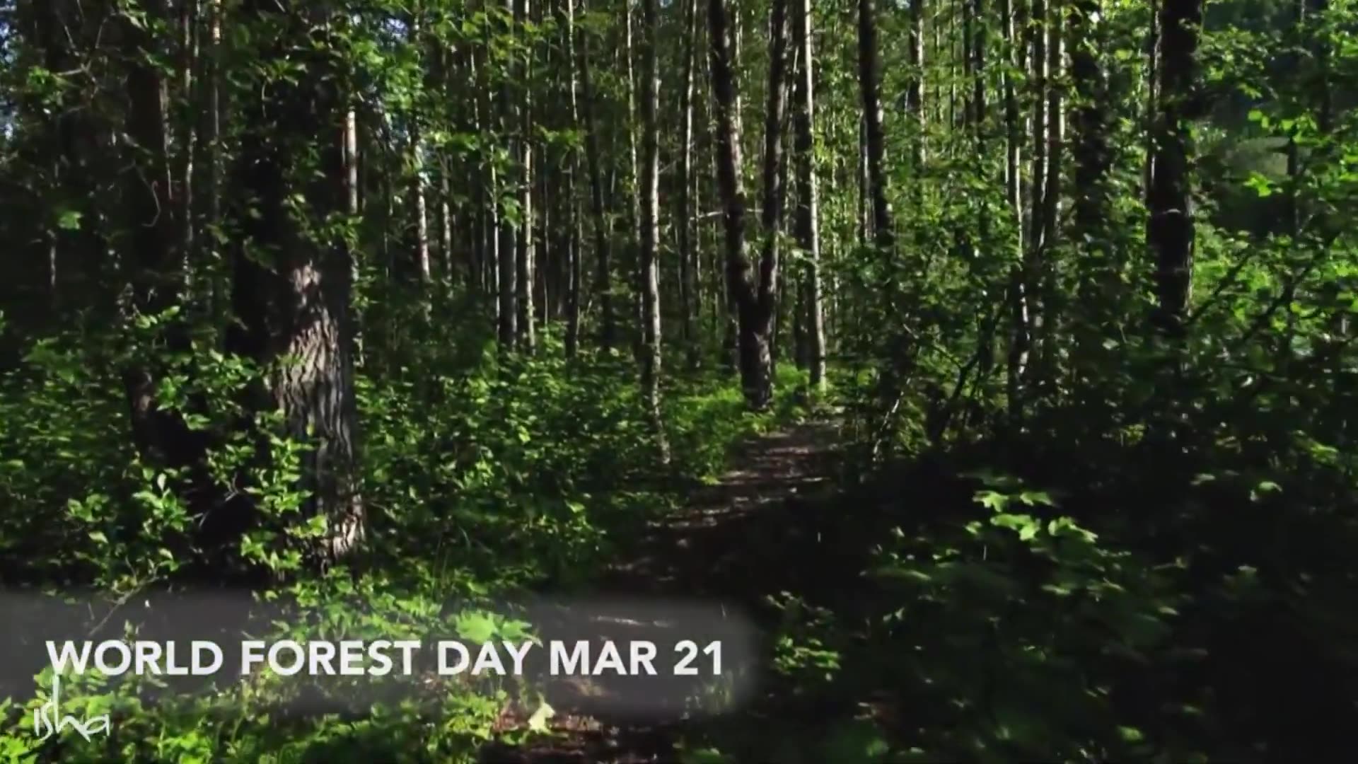 'Video thumbnail for Spending time in the forest over the resort'
