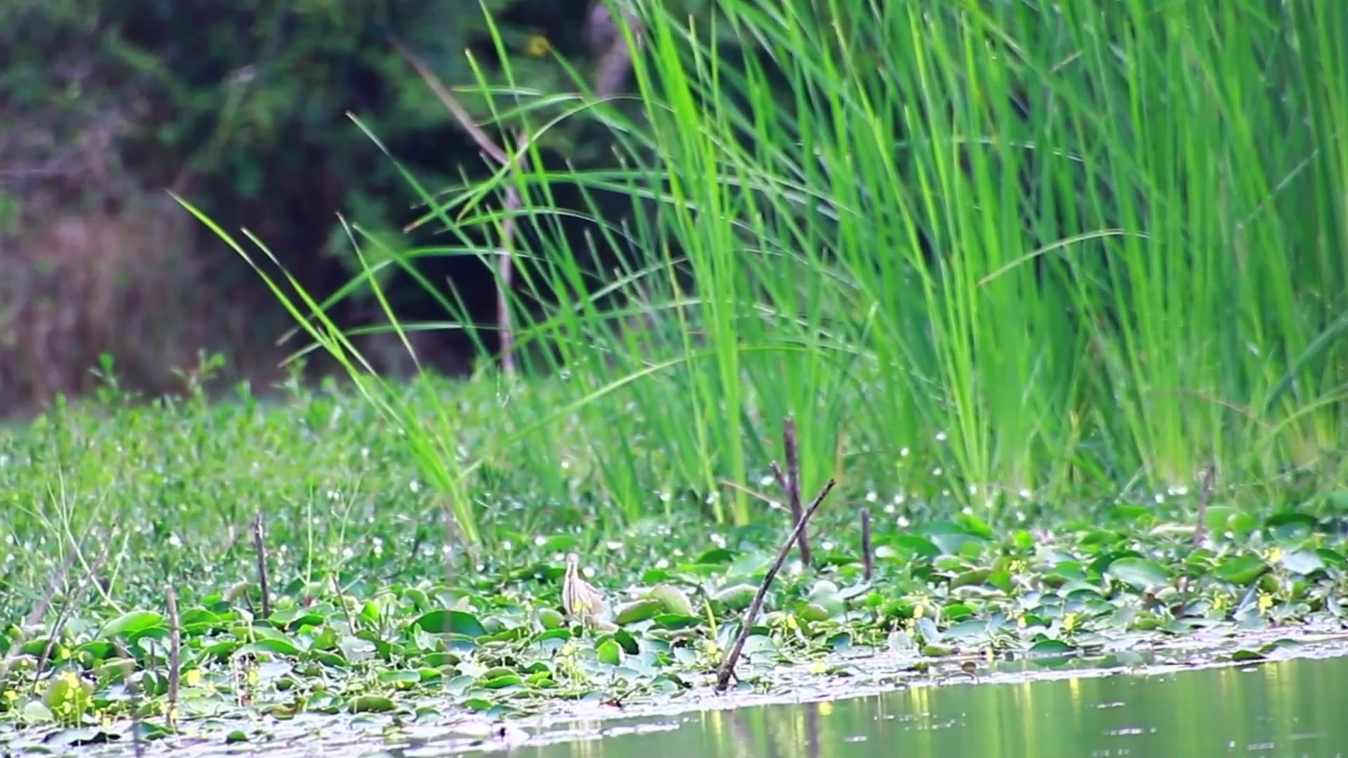 'Video thumbnail for Amazing of lake - bird small cries feed eat on lake | EP -08'