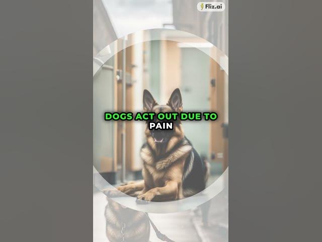 'Video thumbnail for BFF Gsd #blog #gsd #pets'