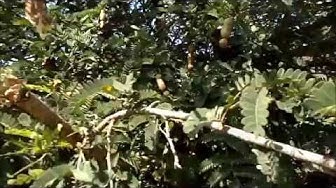 Video thumbnail for Trees in India/Tamarind tree/Tamarind tree in India