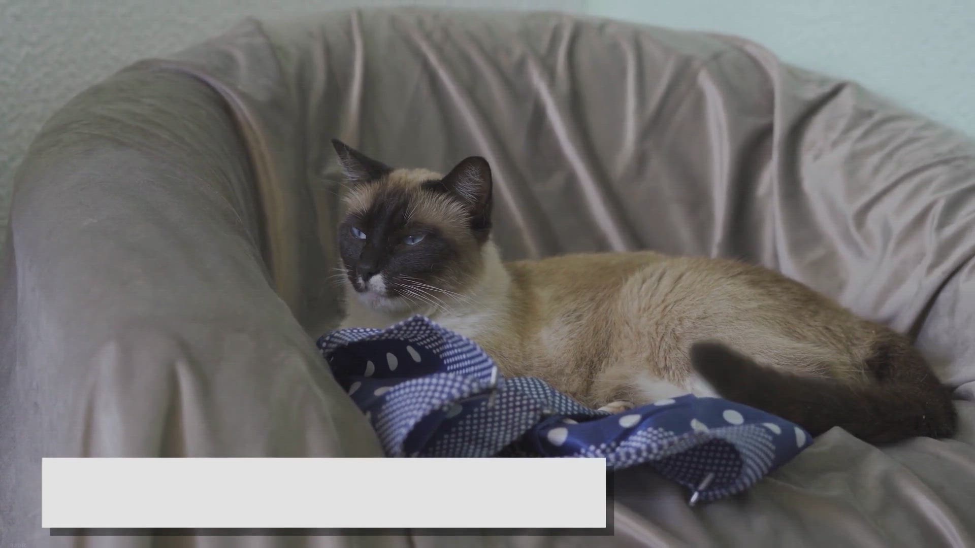 Video thumbnail for Mink Ragdolls: The Hidden Gem of the Cat World!