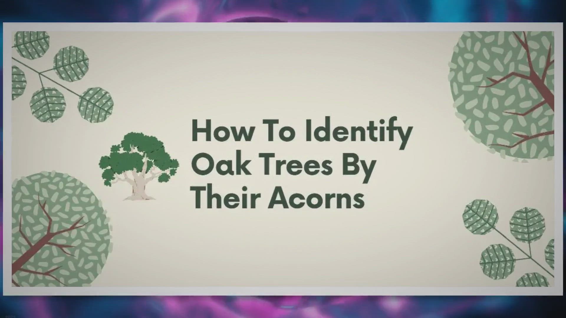 Discover 10 Types of Acorns and How to Identify Each - A-Z Animals