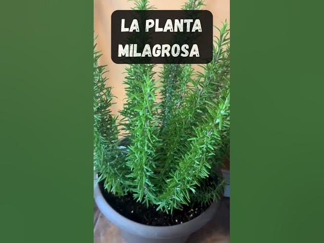 Video thumbnail for LA PLANTA MILAGROSA #romero #remedioscaseros #jardinería #jardin #plantas
