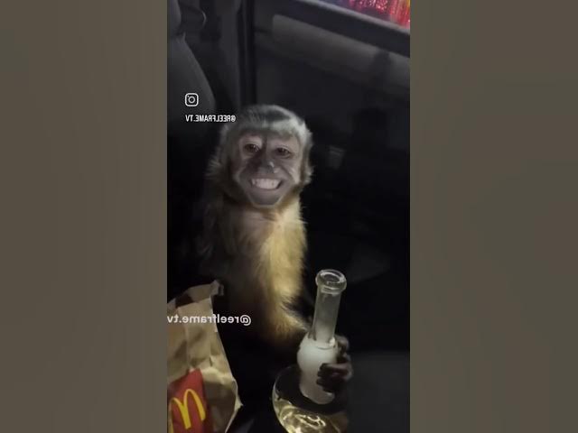 Video thumbnail for Man eater (slow acoustic guitar)