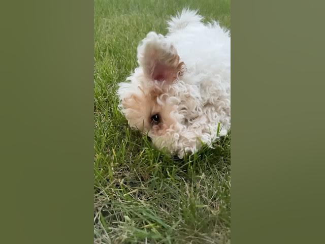 Video thumbnail for I’m just a baby dawg 🐶 #shorts