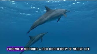 'Video thumbnail for "Dive into Discovery: 10 Ocean Fun Facts to Amaze and Inspire | Oceanography Explained"'