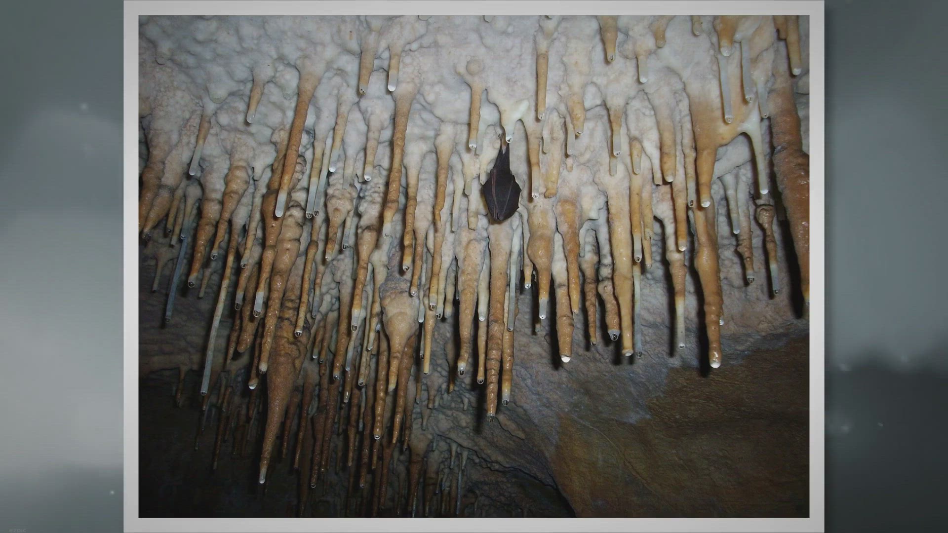 Video thumbnail for Animals That Live Underground: A Fascinating World Beneath Our Feet