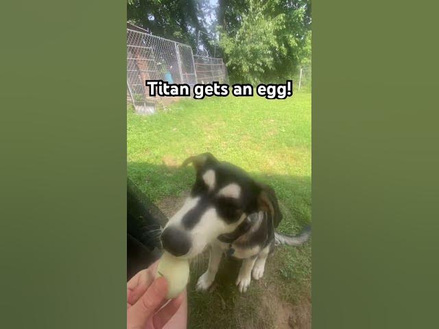 Video thumbnail for Titan the Husky gets an egg! #husky #dog