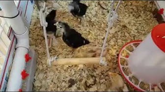 Video thumbnail for Baby chicks on a swing!