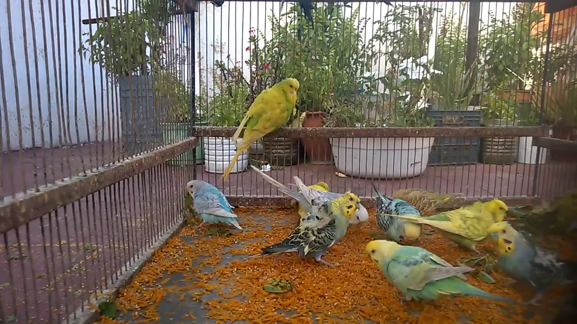 'Video thumbnail for 💚 Pure Budgie Sounds No Music 🎧  Perfect for Focus, Study & Sleep 😴 #NoTalkingASMR'
