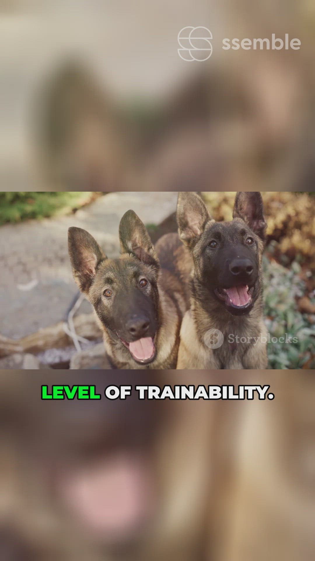 'Video thumbnail for Best GSD for You'