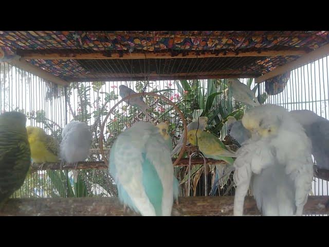 Video thumbnail for かわいい上に健康💚インコの自然ごはん習慣🐦🍎