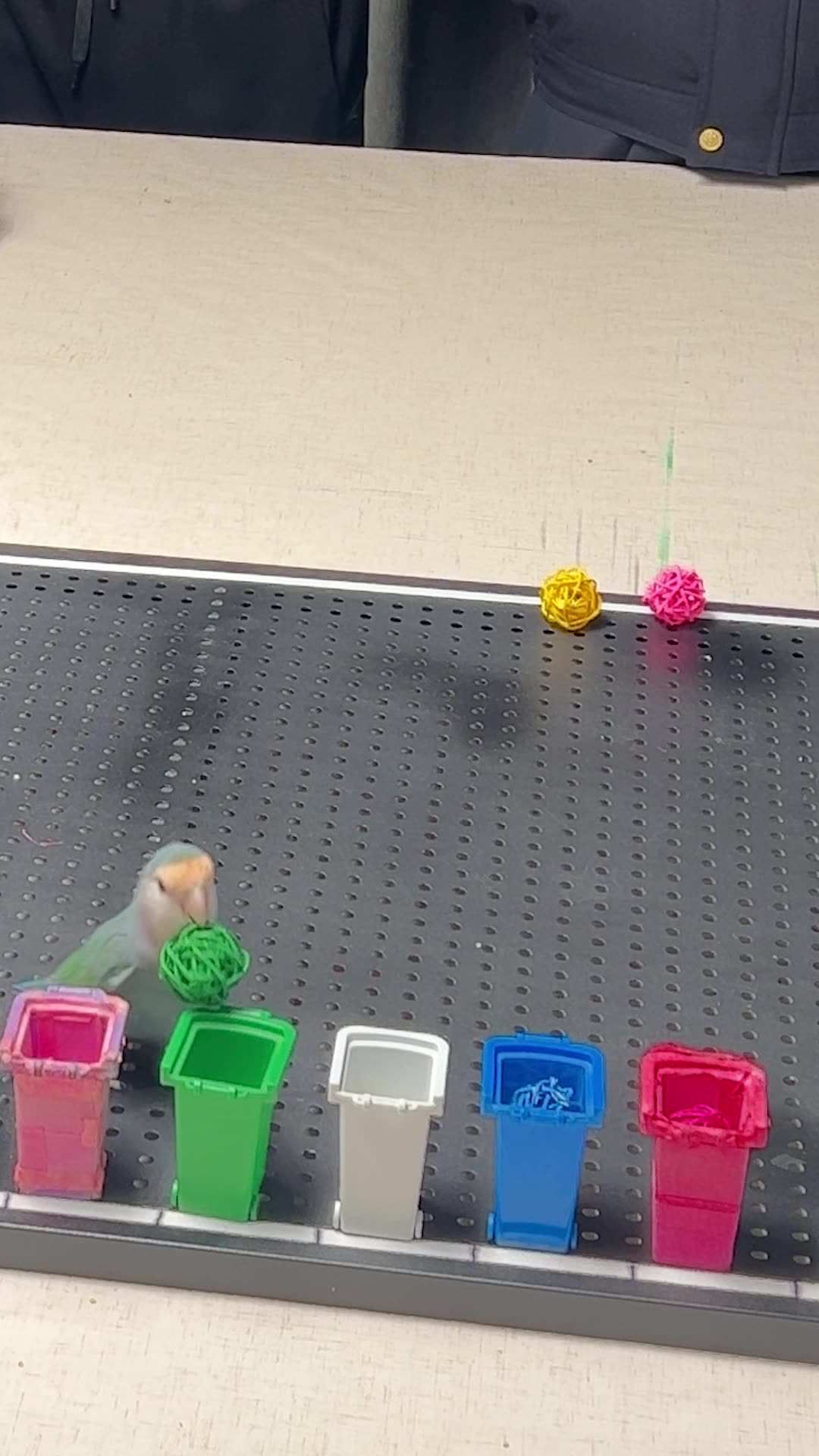 Video thumbnail for Fastest time to identify 10 colours by a parrot