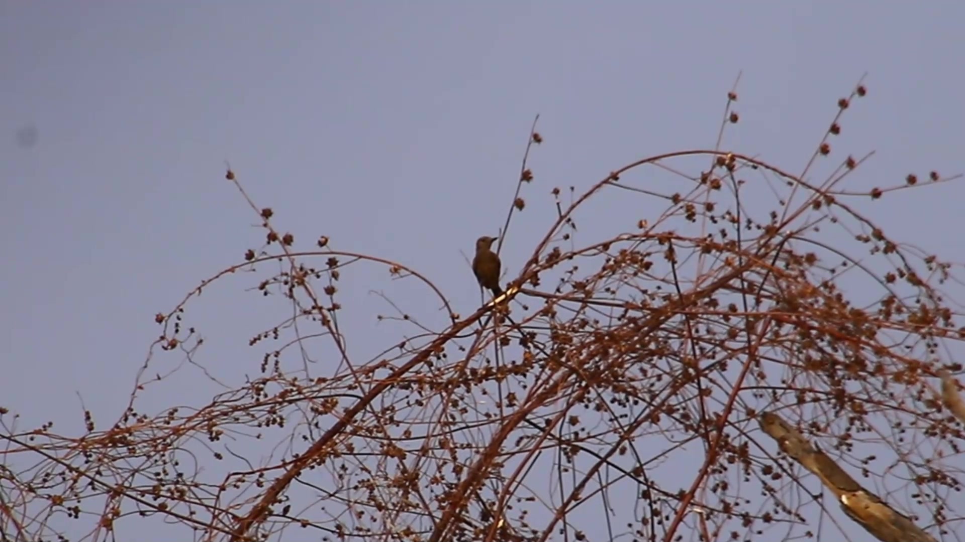 Video thumbnail for Black wild sparrow at field