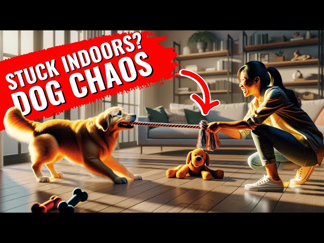 'Video thumbnail for Fun Dog Games to Keep Your Dog Active Indoors'