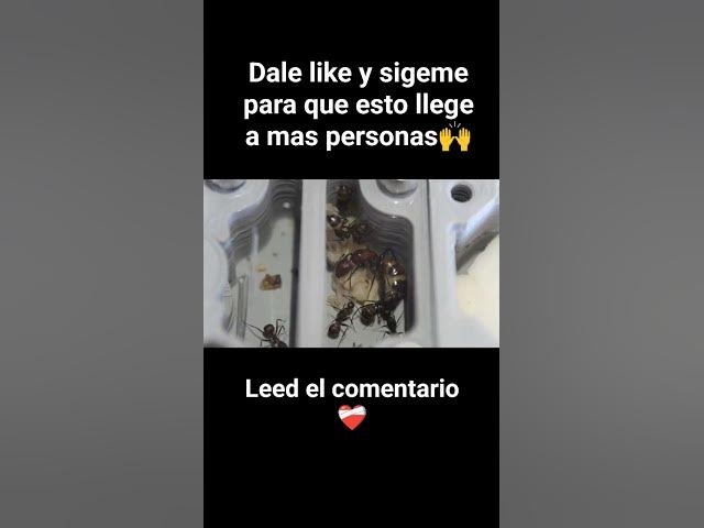 Video thumbnail for Lo bonito de criar hormigas🐜❤️‍🩹#shorts #camponotus #nicobarensis