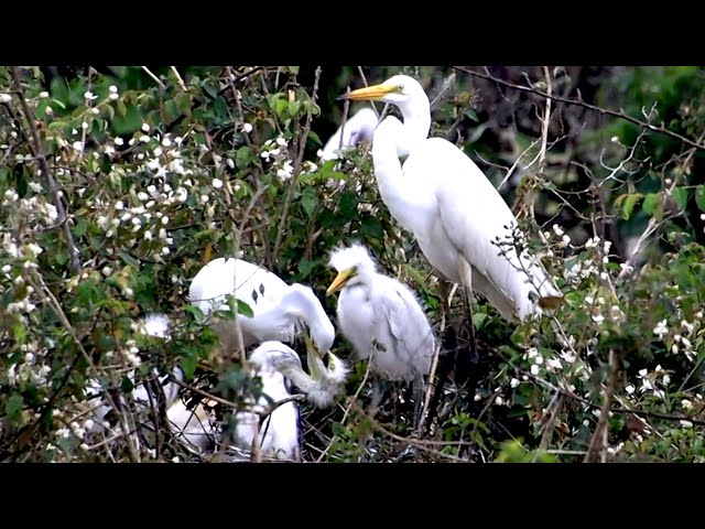 Video thumbnail for Gaint white hero bird | eat food with babbie birds