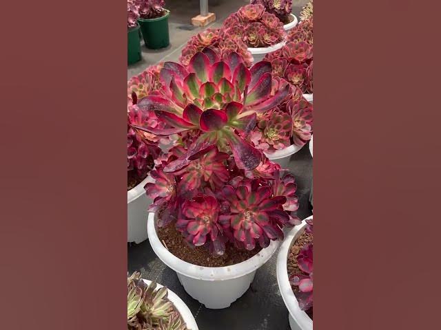 Video thumbnail for Succulents That Look Just Like Flowers | Stunning Bloom Like Succulents to Grow