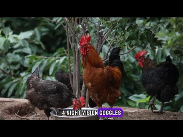 'Video thumbnail for Cluck-tastic Chronicles: 10 Fascinating Facts About Hens'