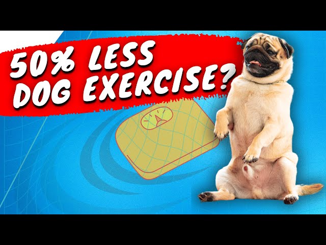 'Video thumbnail for Is Your Dog Getting Enough Exercise?'