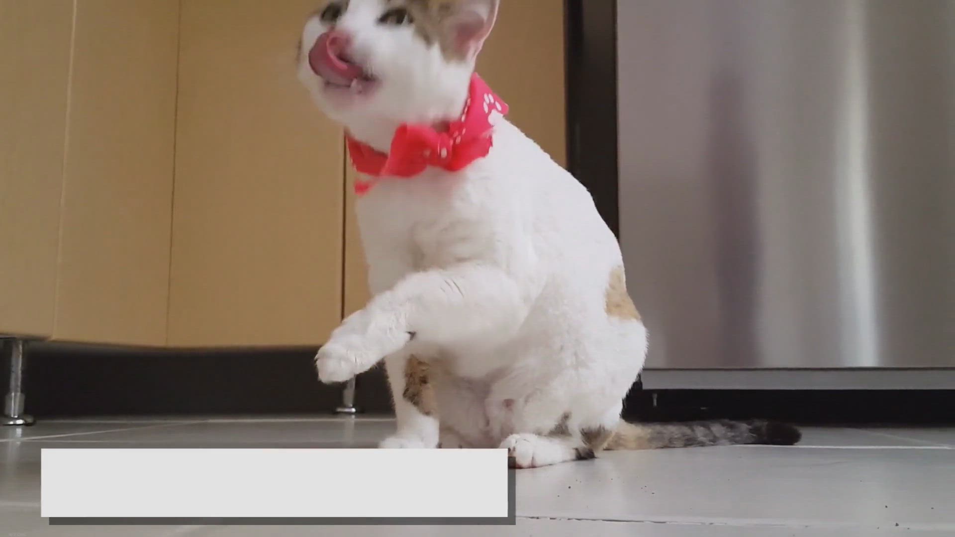 Video thumbnail for Why Do My Ragdoll Cat Limps: Reasons and Solutions