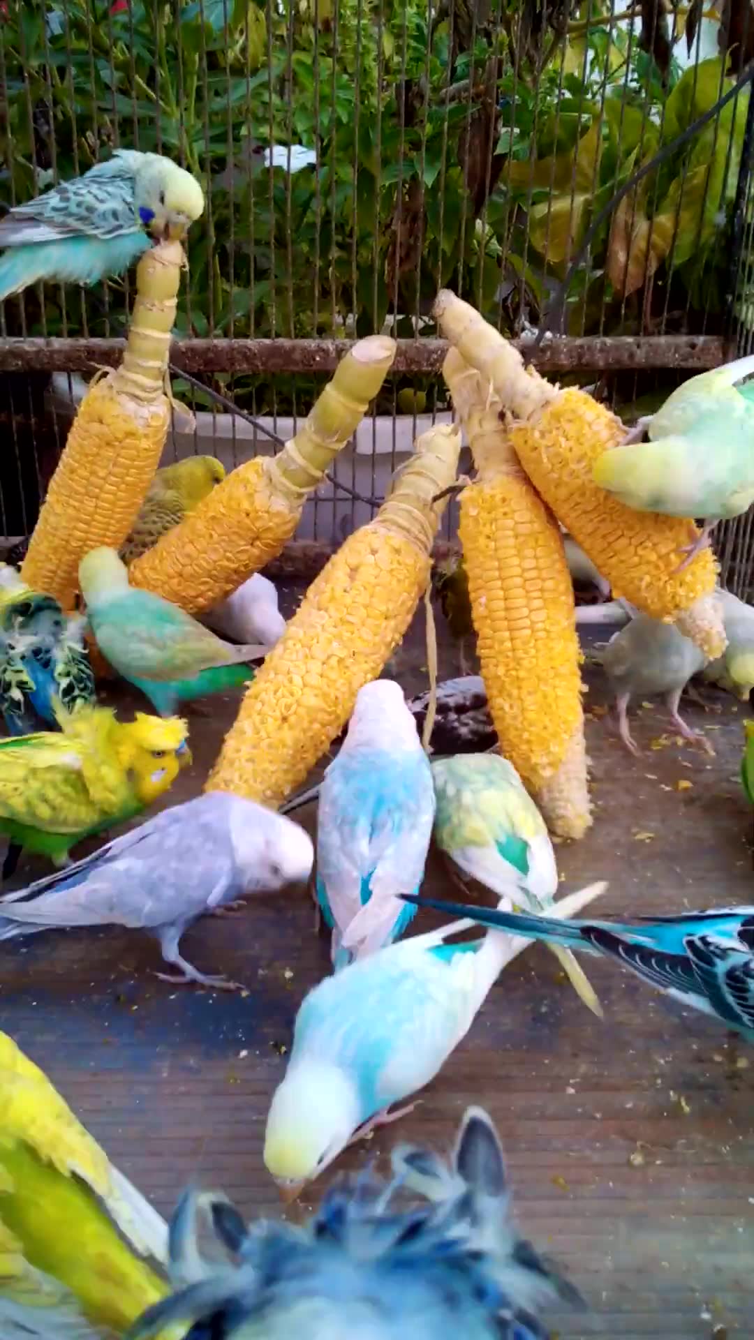'Video thumbnail for Toller Rufton für Wellensittiche, der ihn glücklich macht!!! #Vögel #Liebe #Papagei #lustig  #vogel'