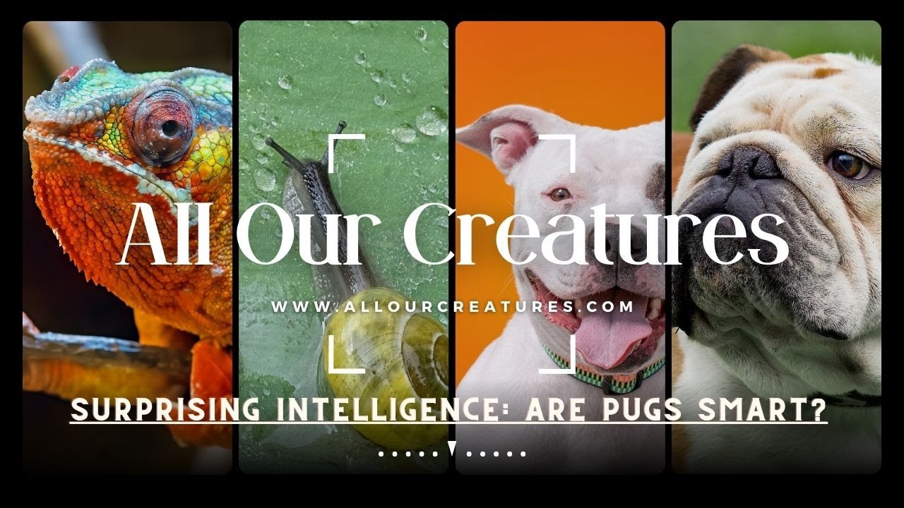 Video thumbnail for Surprising Intelligence: Are Pugs Smart?