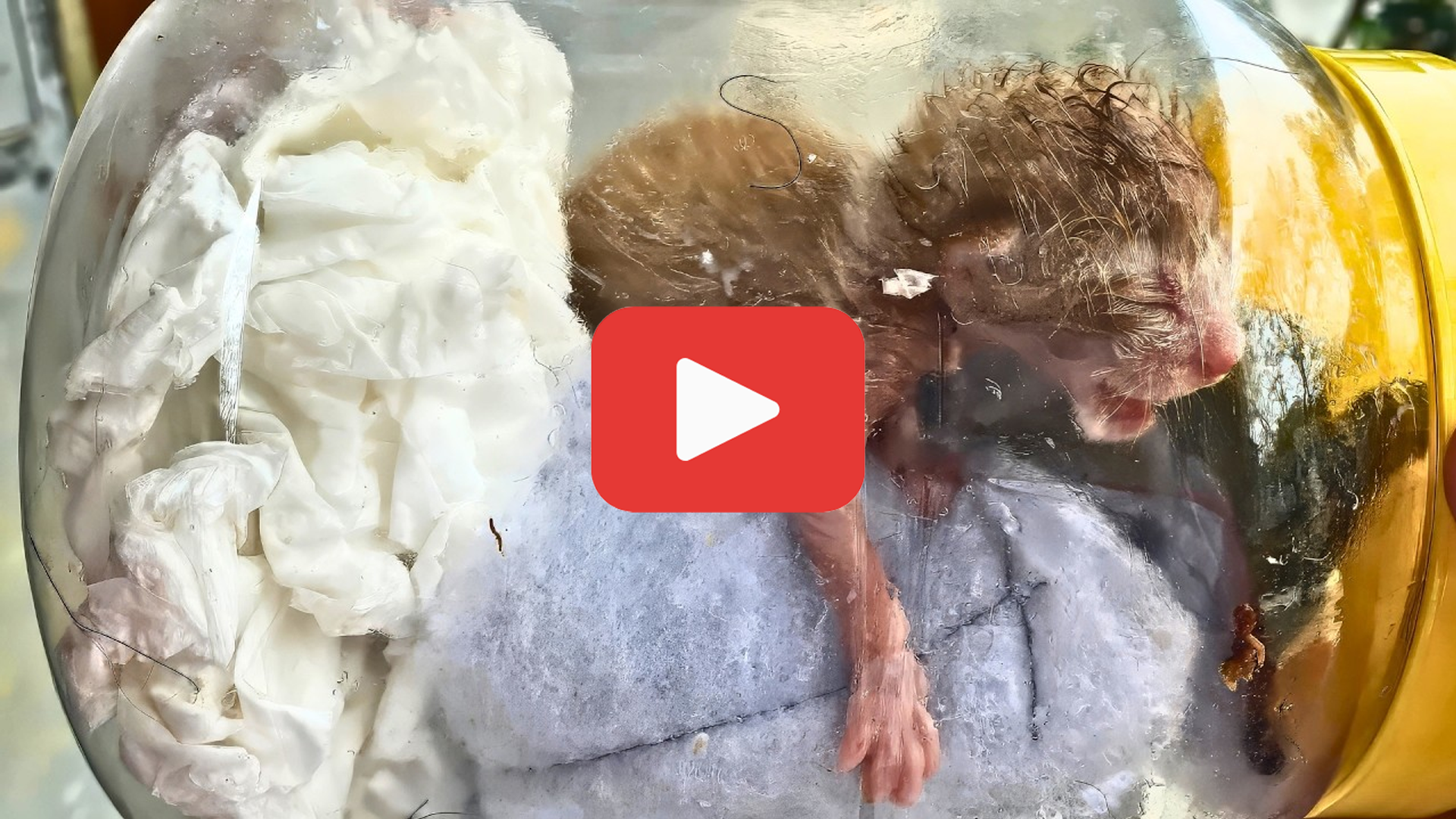 'Video thumbnail for Abandoned and Sealed Away—The Kitten Who Cried for Freedom'