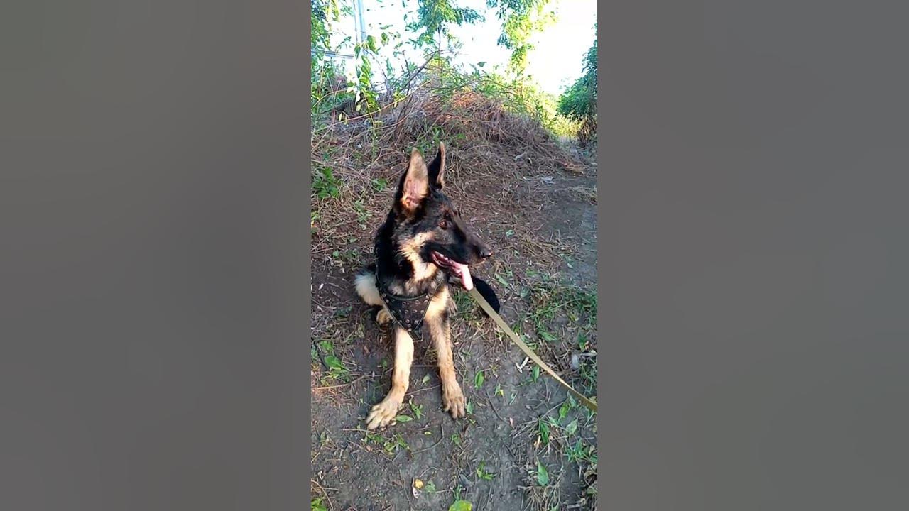 Video thumbnail for Smart German Shepherd puppy😍😘🥰#shorts