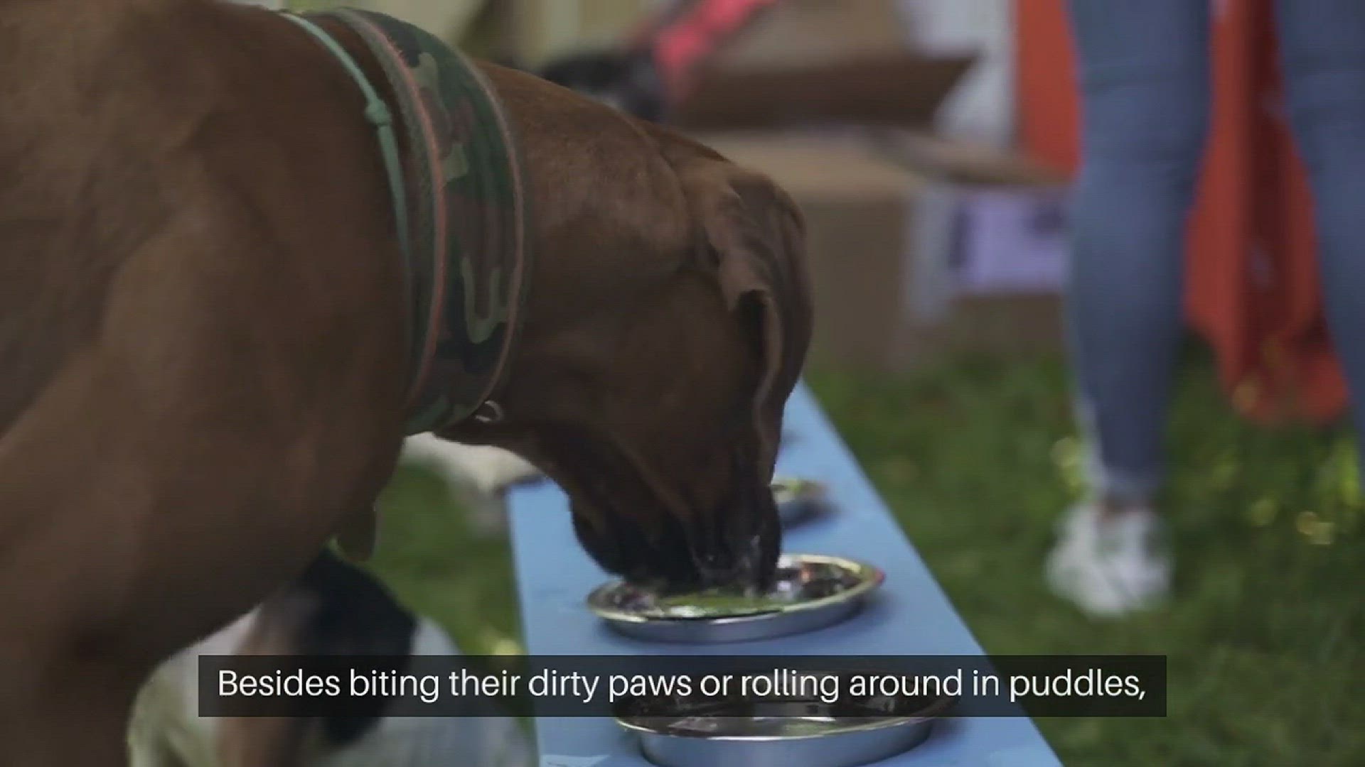 Dog pushes food out best sale of bowl