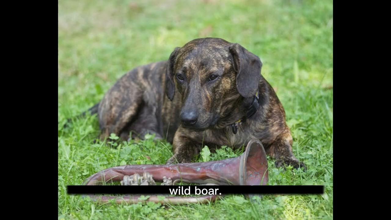 Video thumbnail for History of the Dachshund Dog