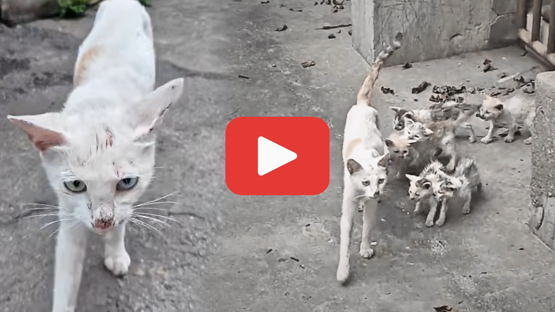 'Video thumbnail for Starving and Weak—A Mother Cat’s Fight to Keep Her Kittens Alive'