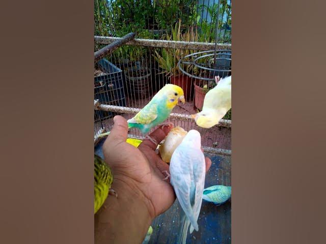 Video thumbnail for This Amazon bird toy is SO COOL#birds#parrot #birdslover #budgis #lovebirds #budgiegar #cute #health