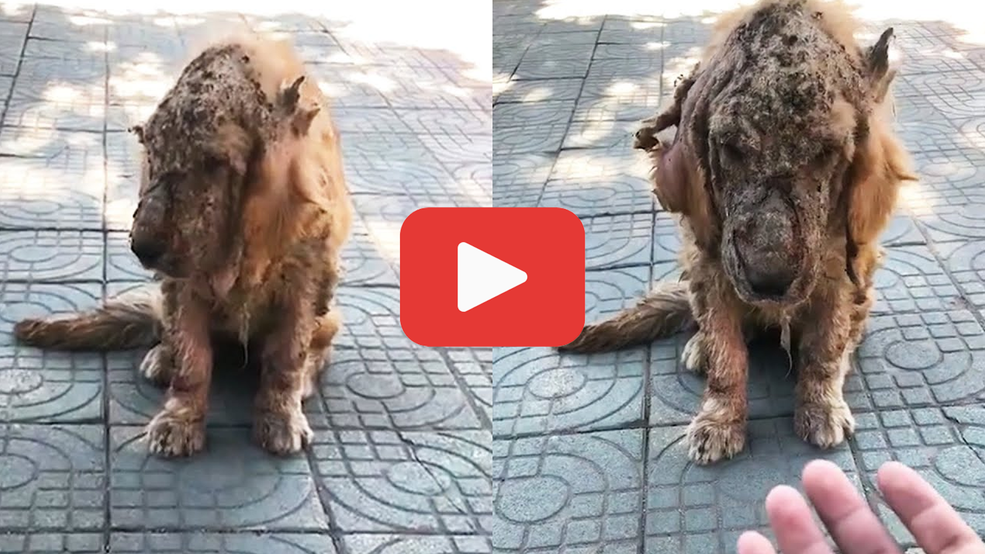 'Video thumbnail for Sick and Forgotten: The Golden Retriever Nobody Expected to Save'