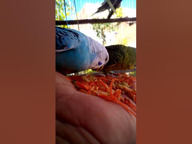 Video thumbnail for This Amazon bird toy is SO COOL#birds#parrot #birdslover #budgis #lovebirds #budgiegar #cute #health