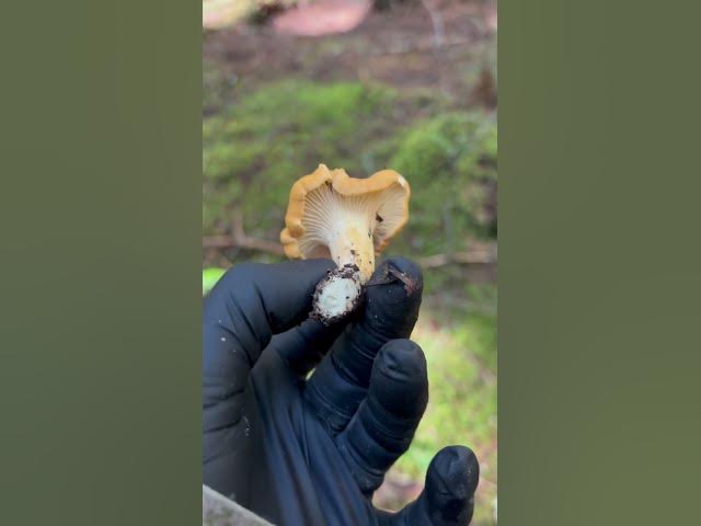 Video thumbnail for Some early chanterelles while elk hunting!