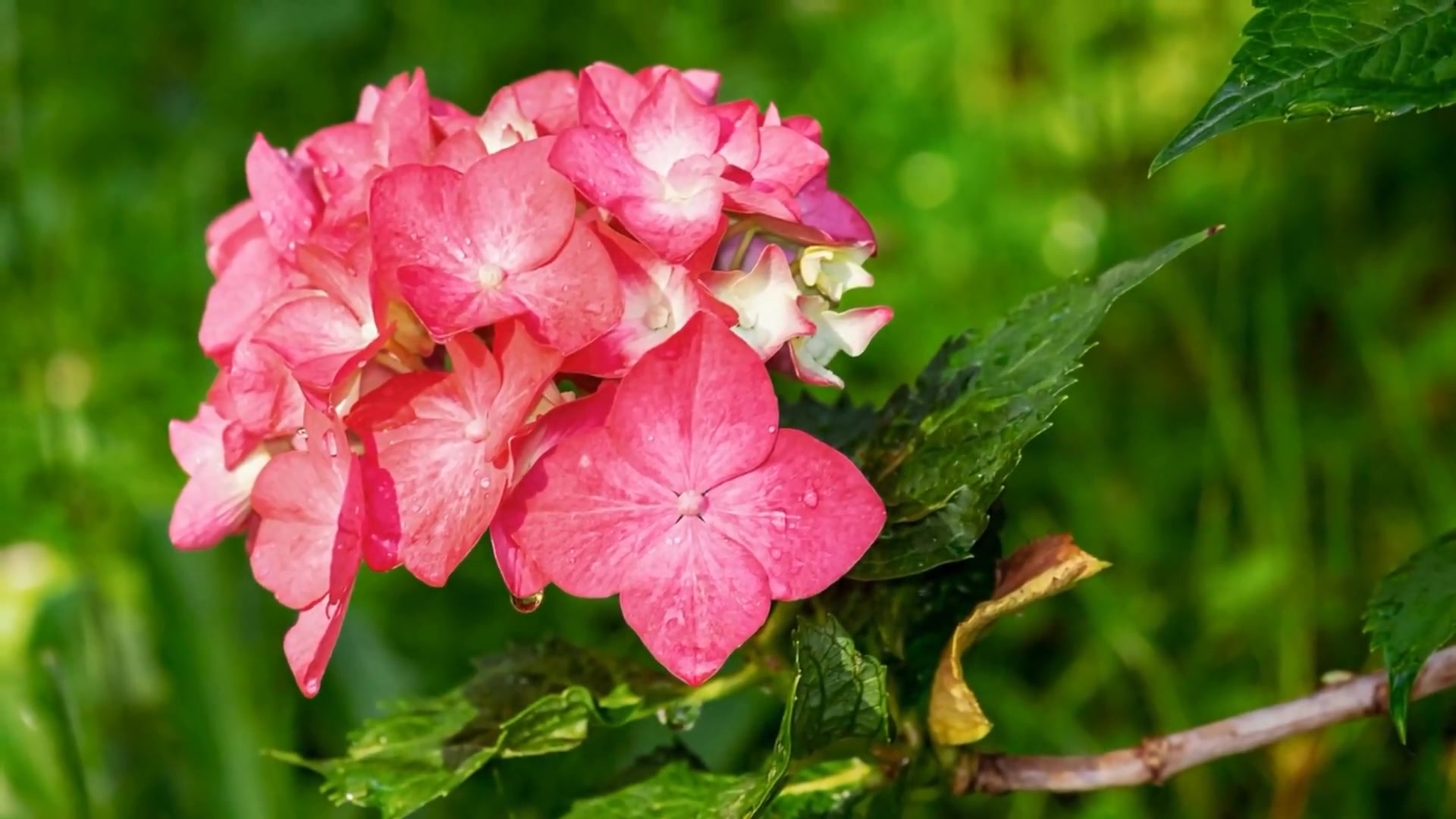 Video thumbnail for 11 Expert Tips for Deadheading Hydrangeas
