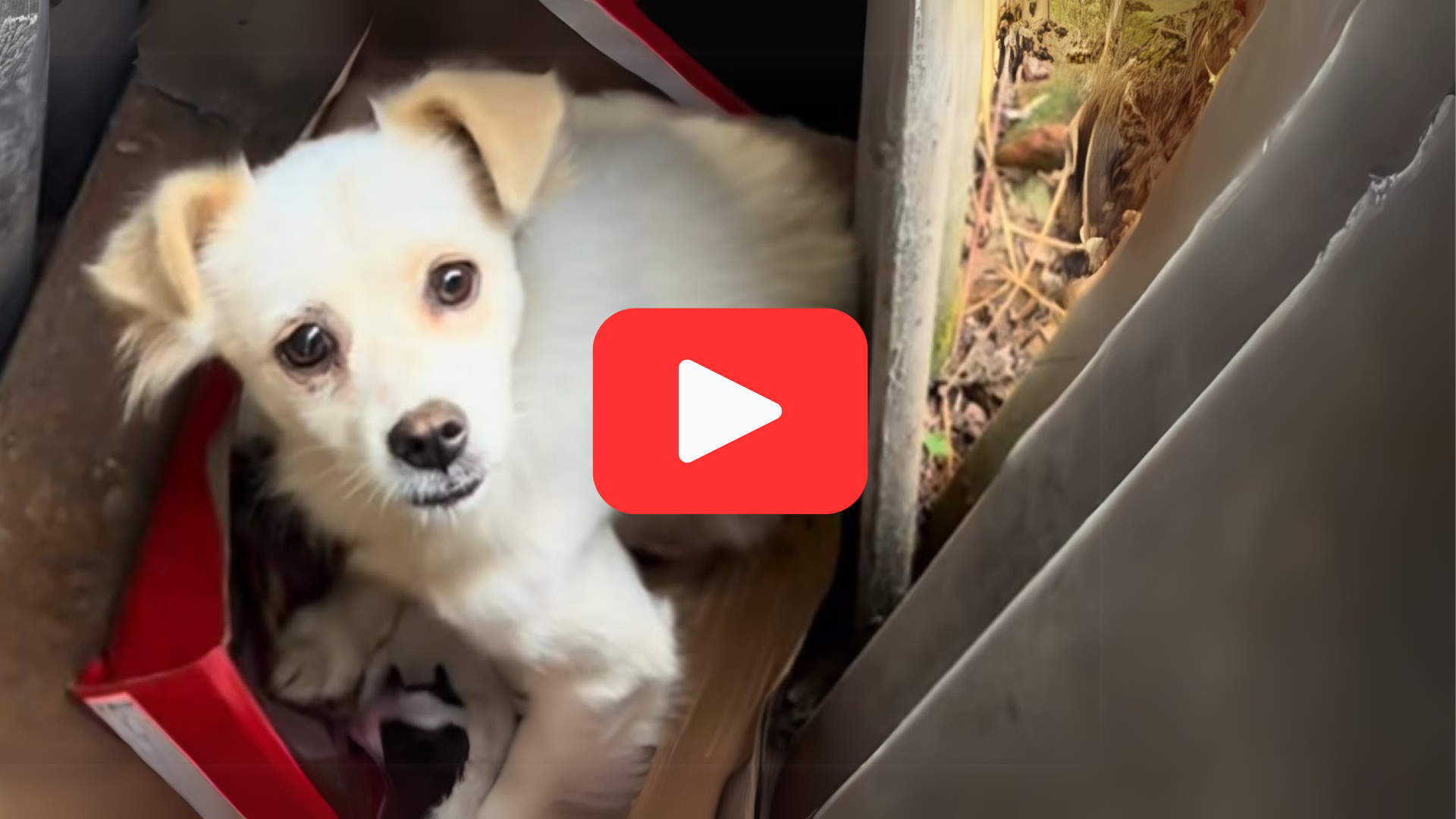 'Video thumbnail for Abandoned in a Trash Heap, a Tiny Puppy’s Cries Echoed for His Mother'