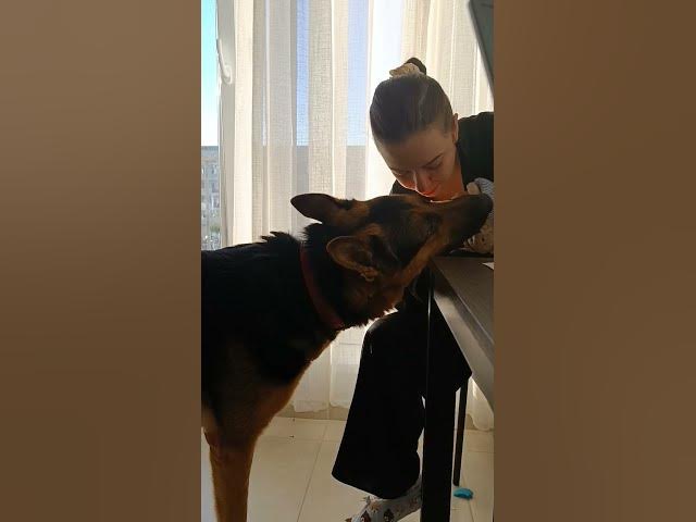 'Video thumbnail for The wolf attacks .🥰🤣🫵😁💯✌️www.baloogsd.com #gsd #germanshepherd #dog #happydog #blog #youtubeshorts'