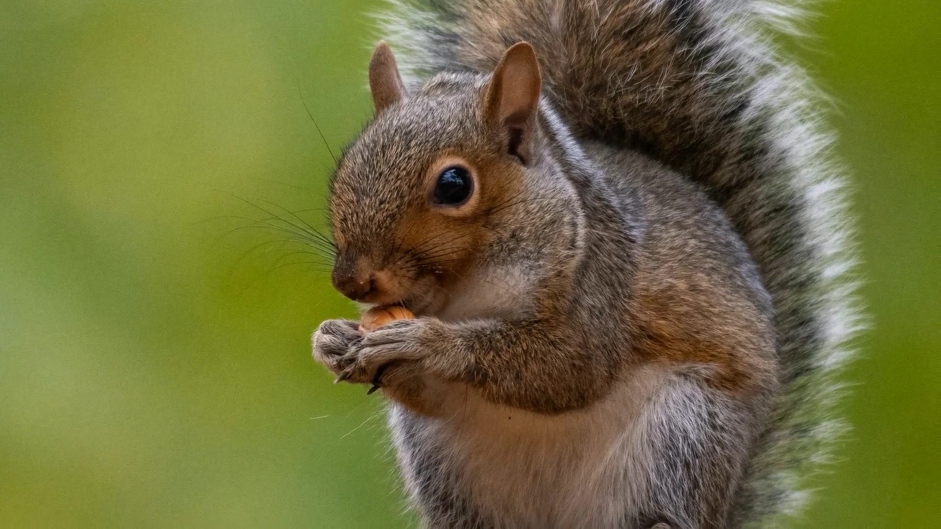 Video thumbnail for What Do Squirrels Eat? A Guide to Their Diverse Diet