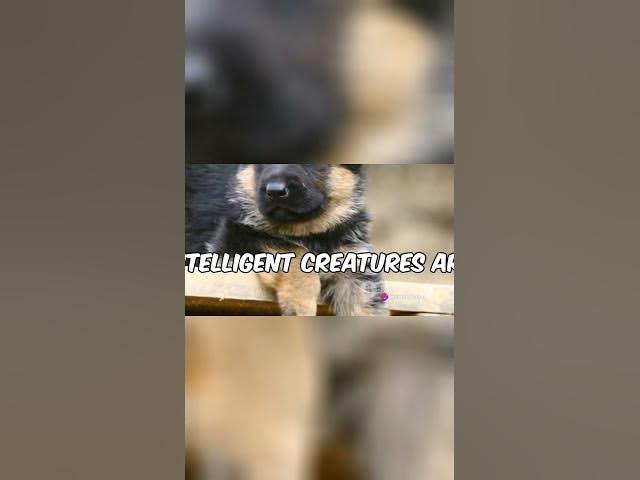 Video thumbnail for Why Shepherds Rule