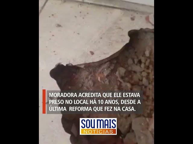 'Video thumbnail for Jabuti é encontrado vivo embaixo do piso de casa após dona suspeitar de infiltração em Itacajá (TO)'