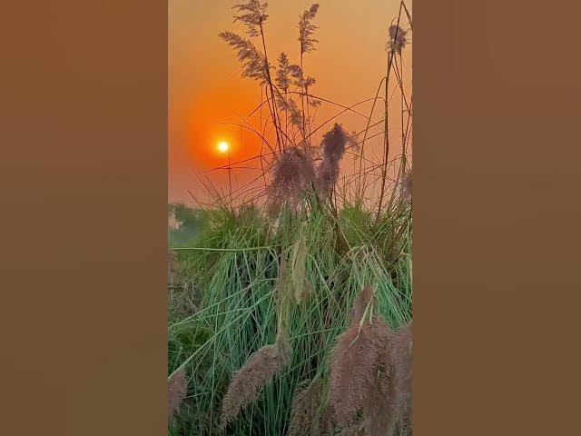 Video thumbnail for Tumhare Shehar Ki Ronaq bhi khoob tar hai Magar Jo mere Gaown ki sham hai Tamaam hai