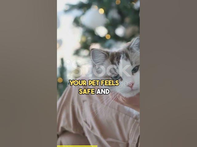 'Video thumbnail for THE NEW YEAR CELEBRATIONS DIFFICULT FOR'