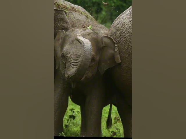 Video thumbnail for Small elephant #shorts