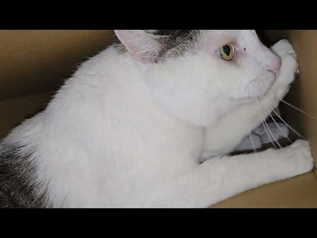 Video thumbnail for A cat in his element