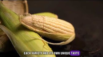 'Video thumbnail for "Unlocking the Kernel: 10 Surprising Corn Fun Facts You Didn't Know"'