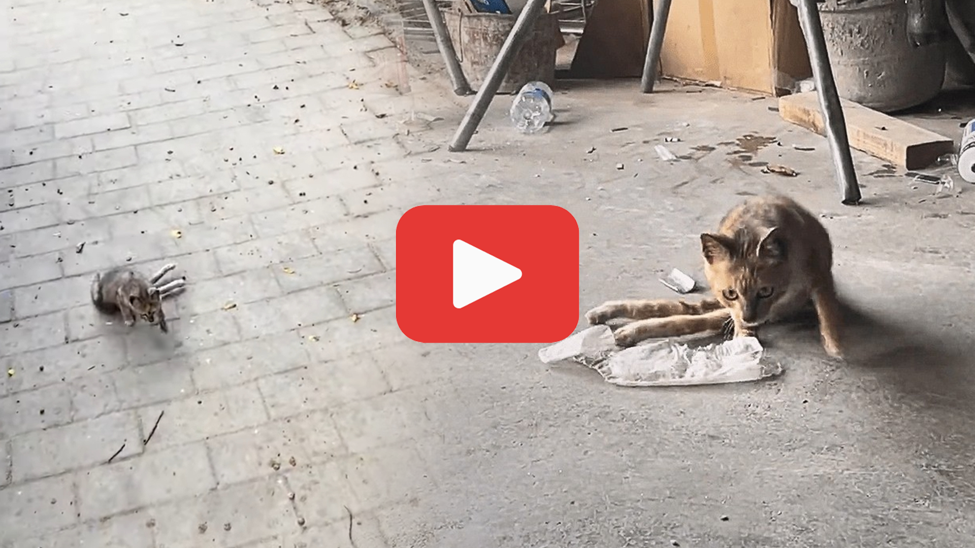 'Video thumbnail for Dragging Himself Through Pain, a Homeless Puppy Fought to Stay Alive'
