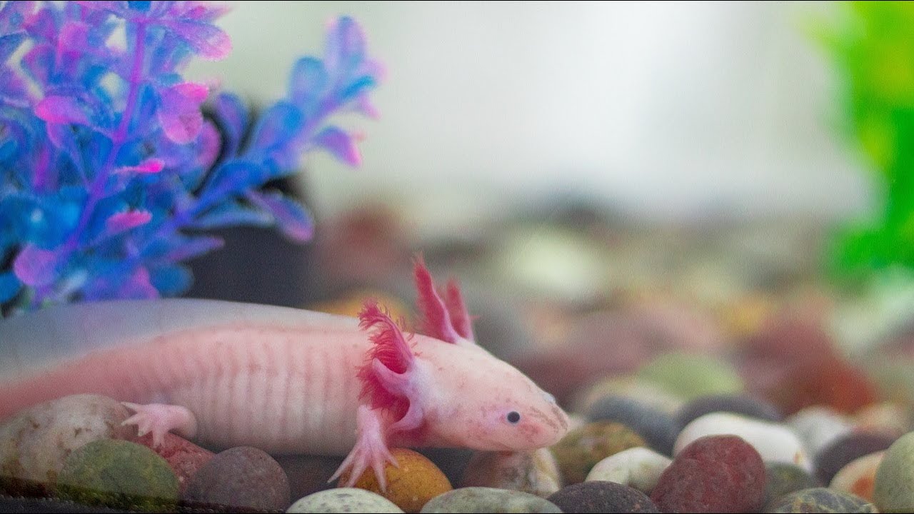 son axolotls mudpuppies