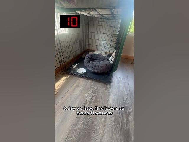 Video thumbnail for Day 1 #shorts